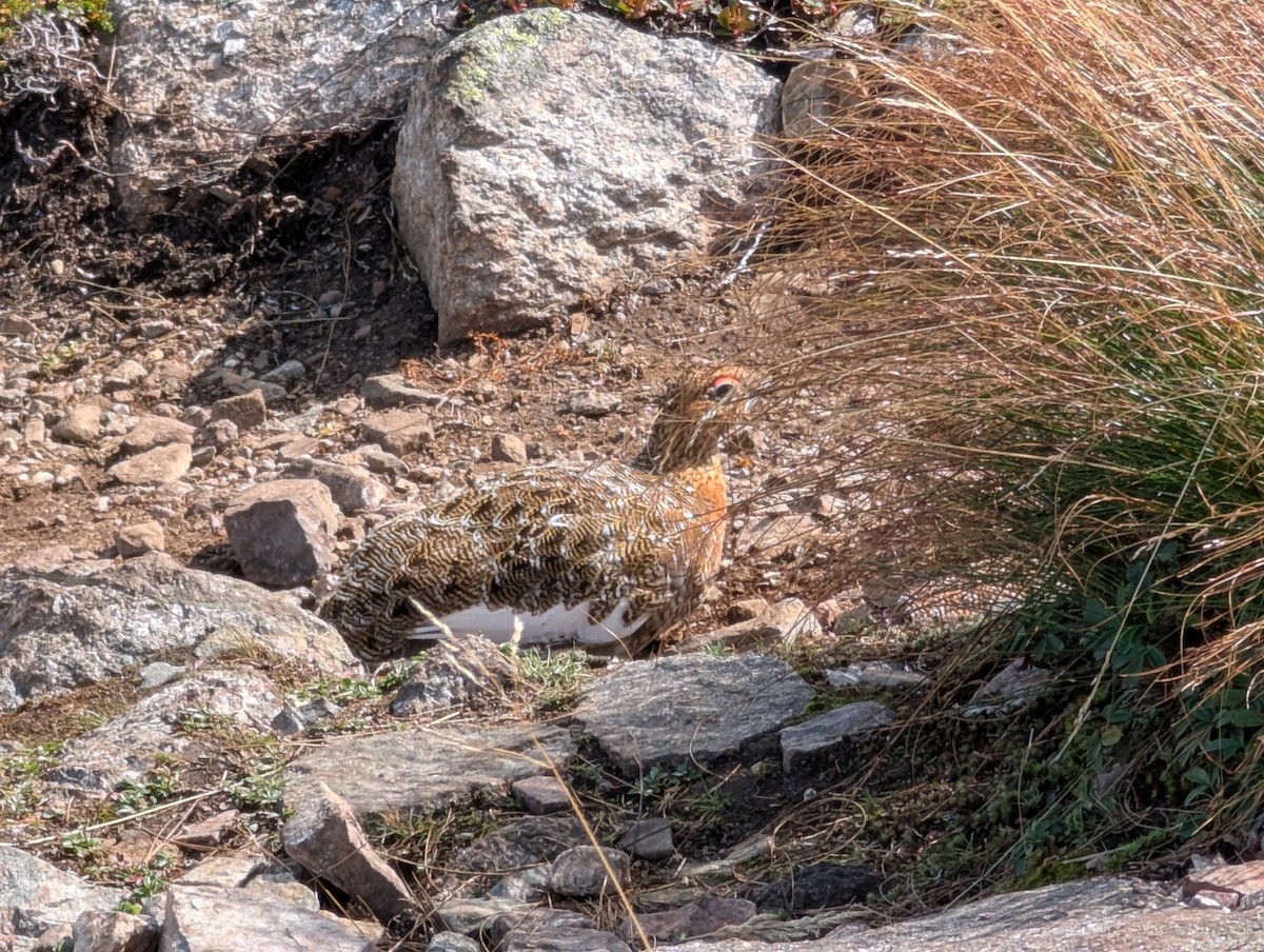 Willow Ptarmigan - ML641892165