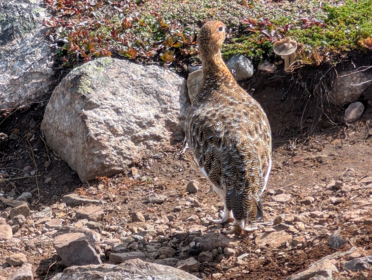 Willow Ptarmigan - ML641892166