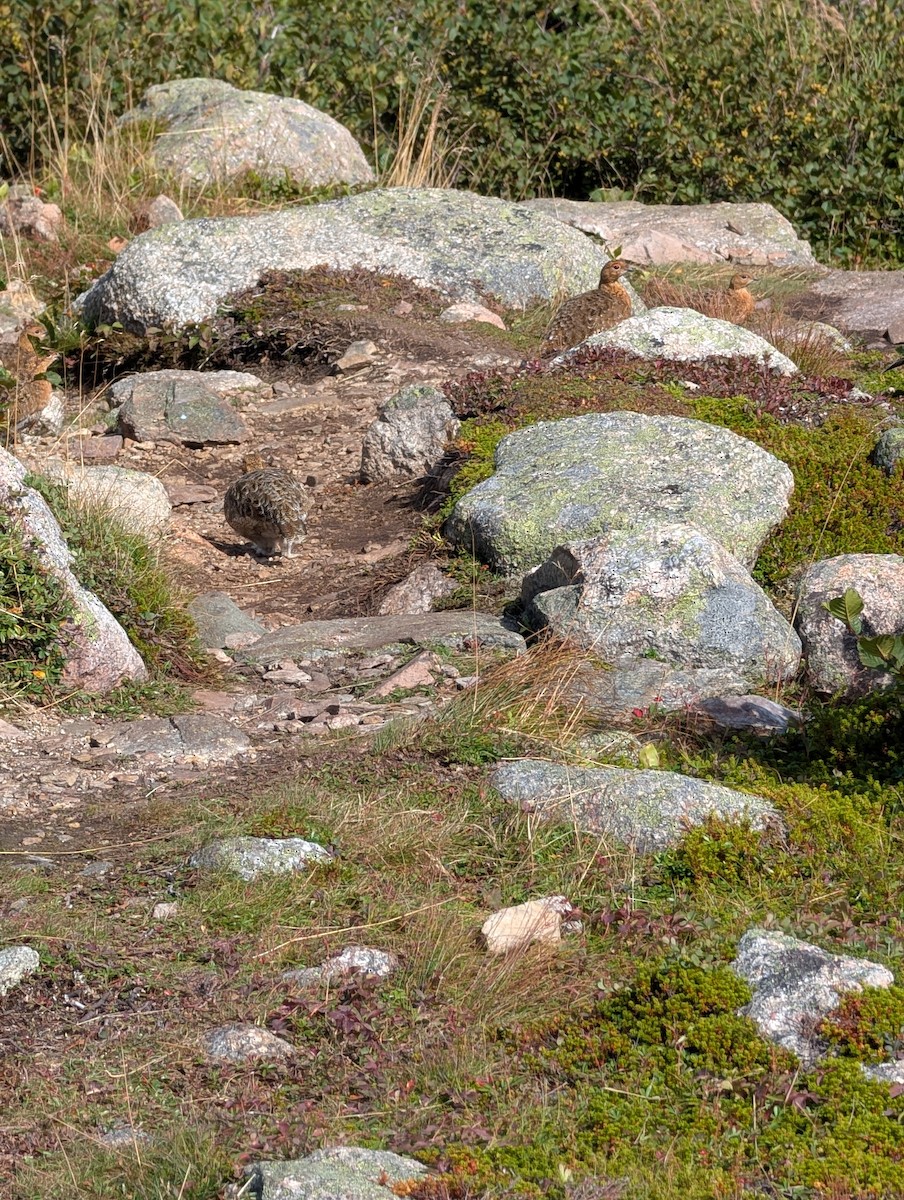 Willow Ptarmigan - ML641892167