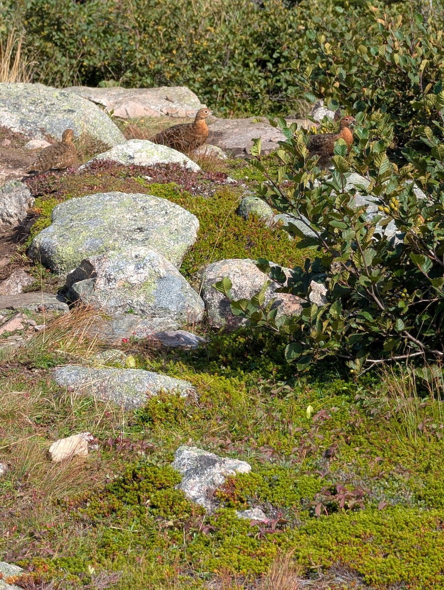 Willow Ptarmigan - ML641892169