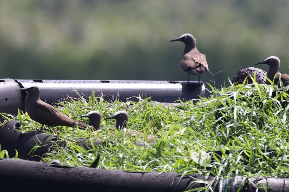Brown Noddy - ML641892176