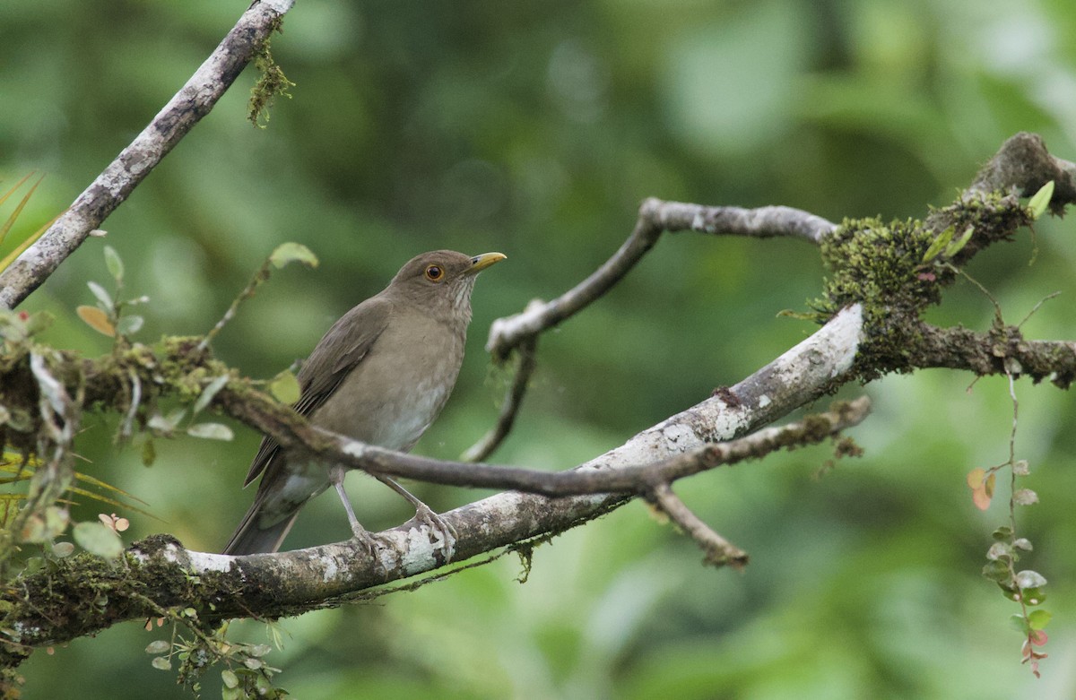 Ecuadorian Thrush - ML641892177