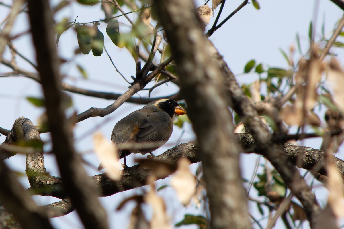 Golden-billed Saltator - ML641892194