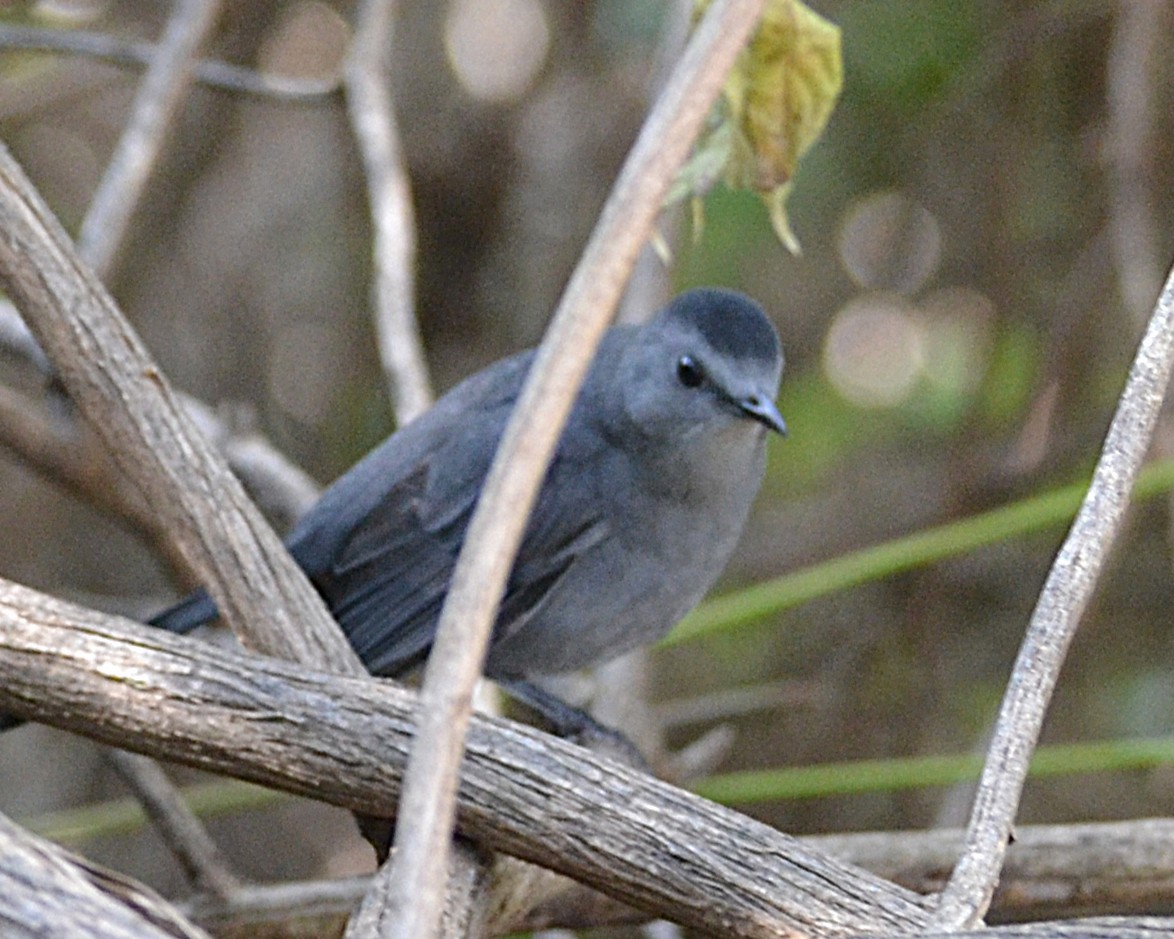 Gray Catbird - ML641892211