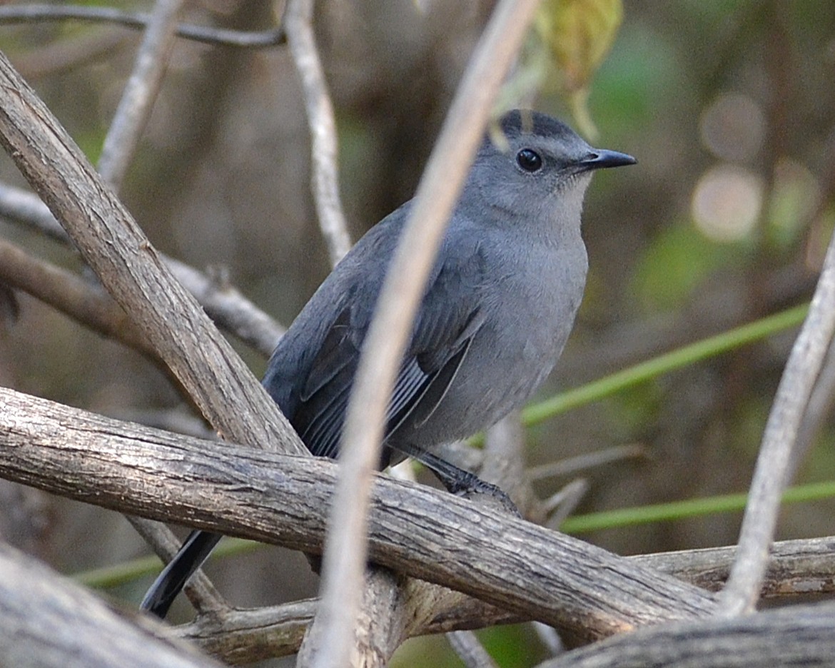Gray Catbird - ML641892212