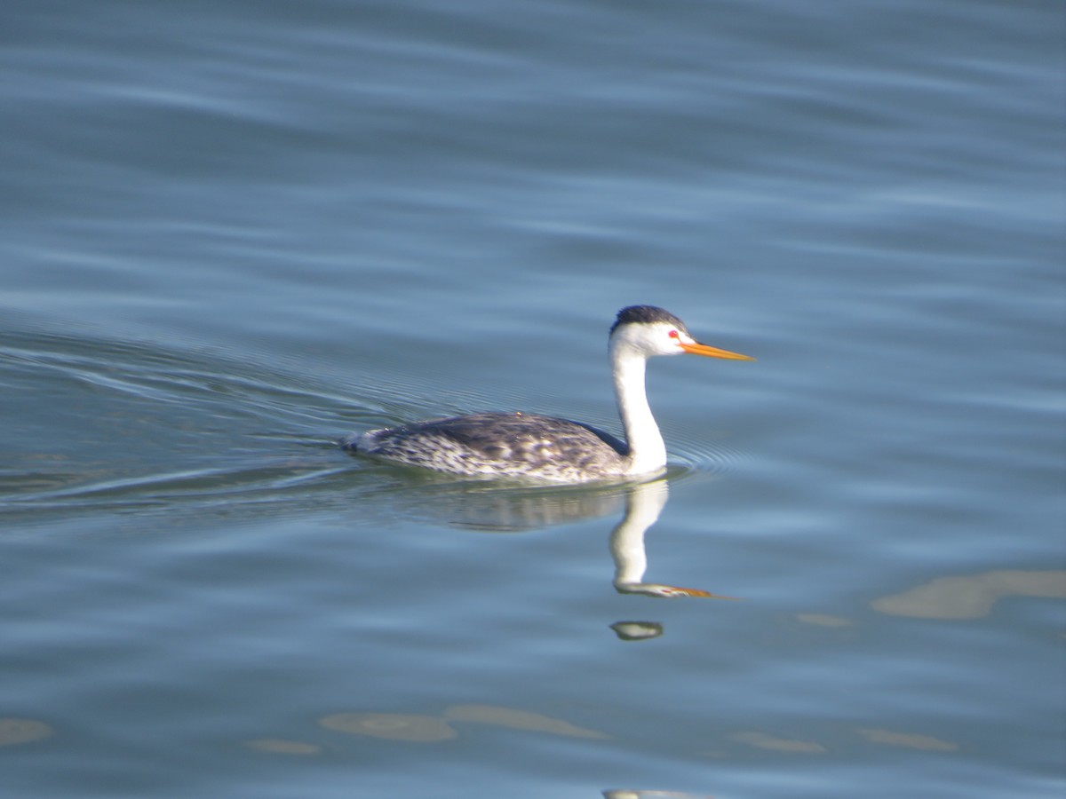 Clark's Grebe - ML641892222