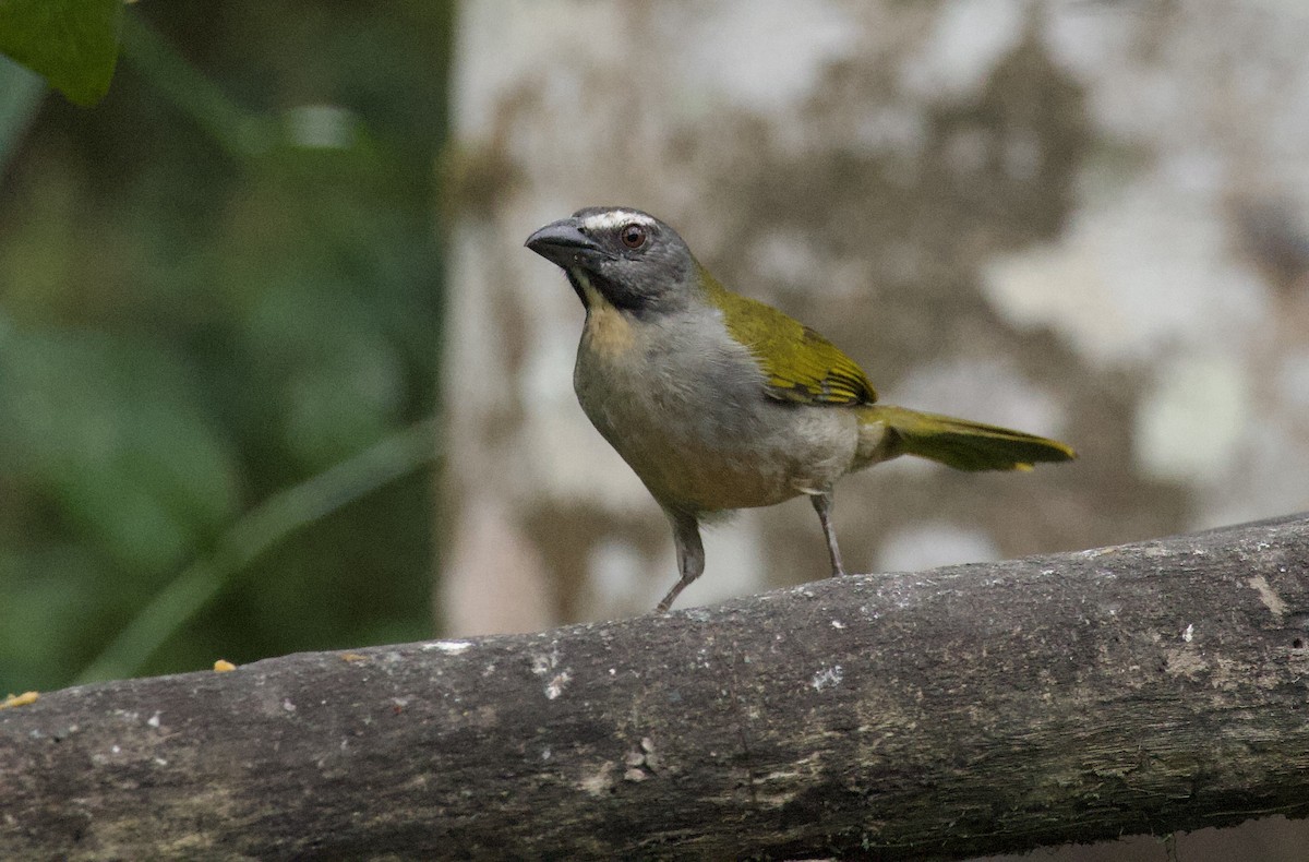 Buff-throated Saltator - ML641892240