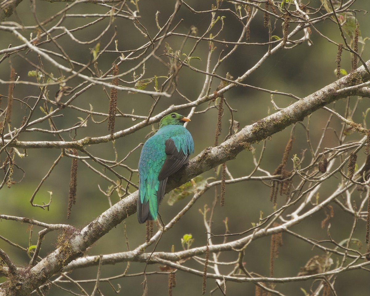 Golden-headed Quetzal - ML641892248