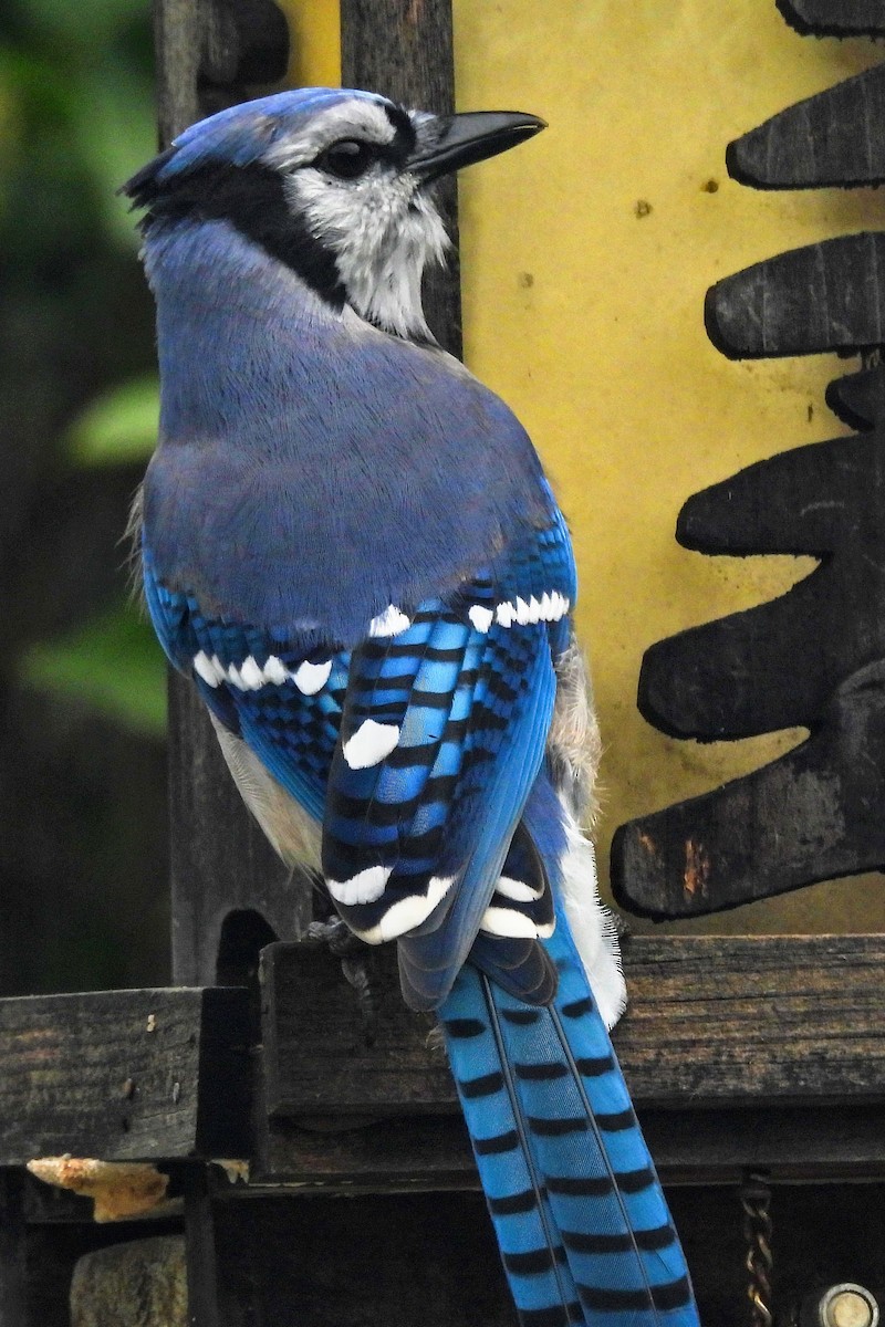 Blue Jay - ML641892251