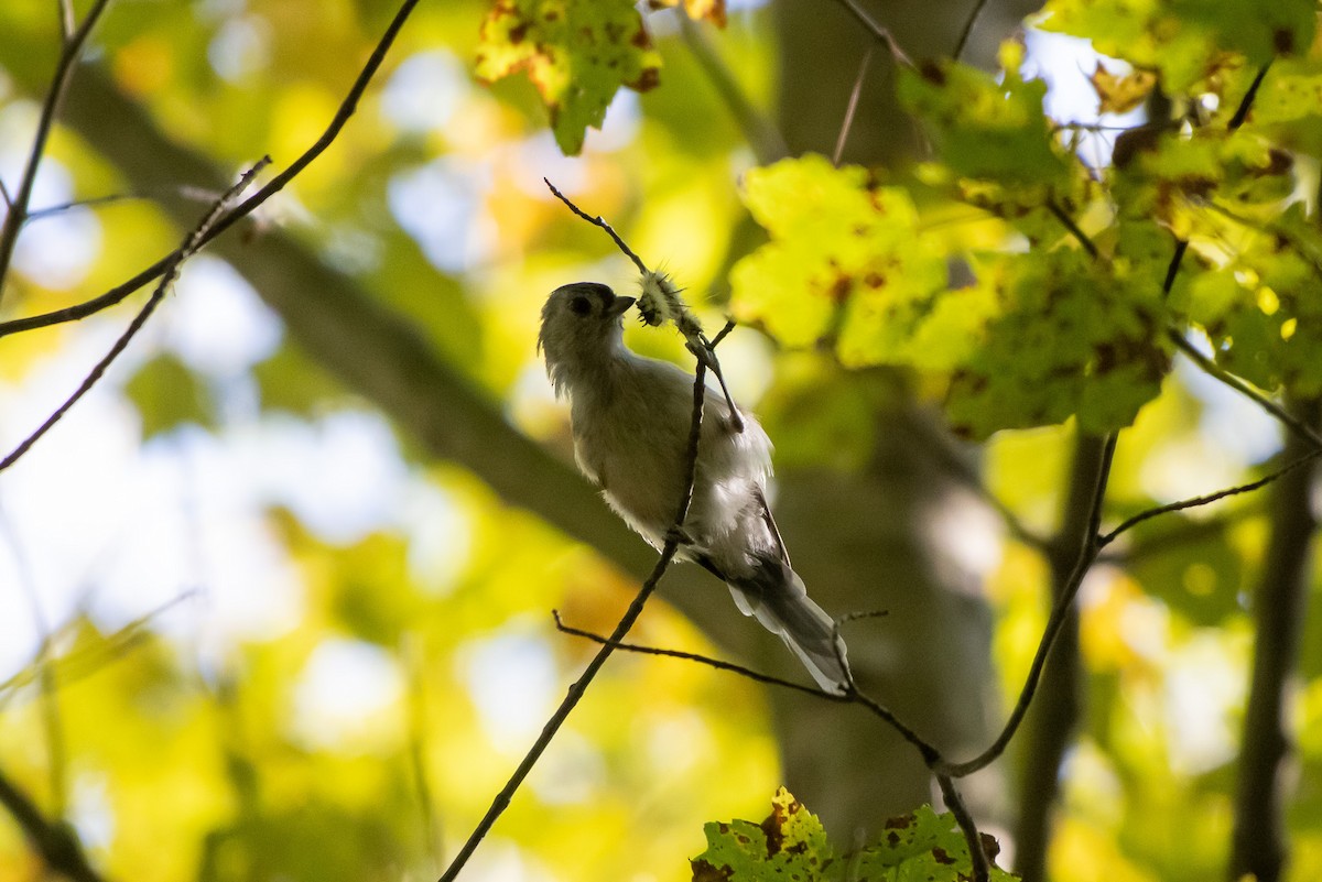 Tufted Titmouse - ML641892255
