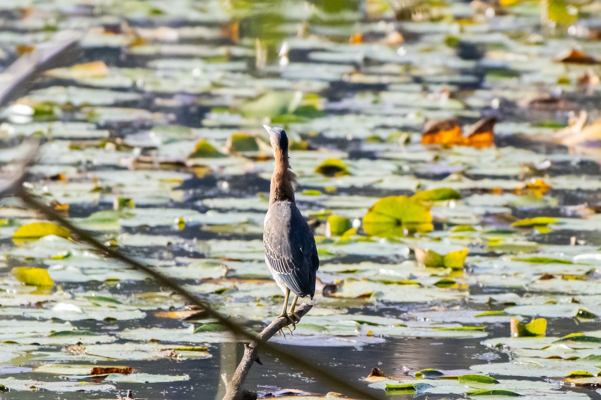 Green Heron - ML641892259
