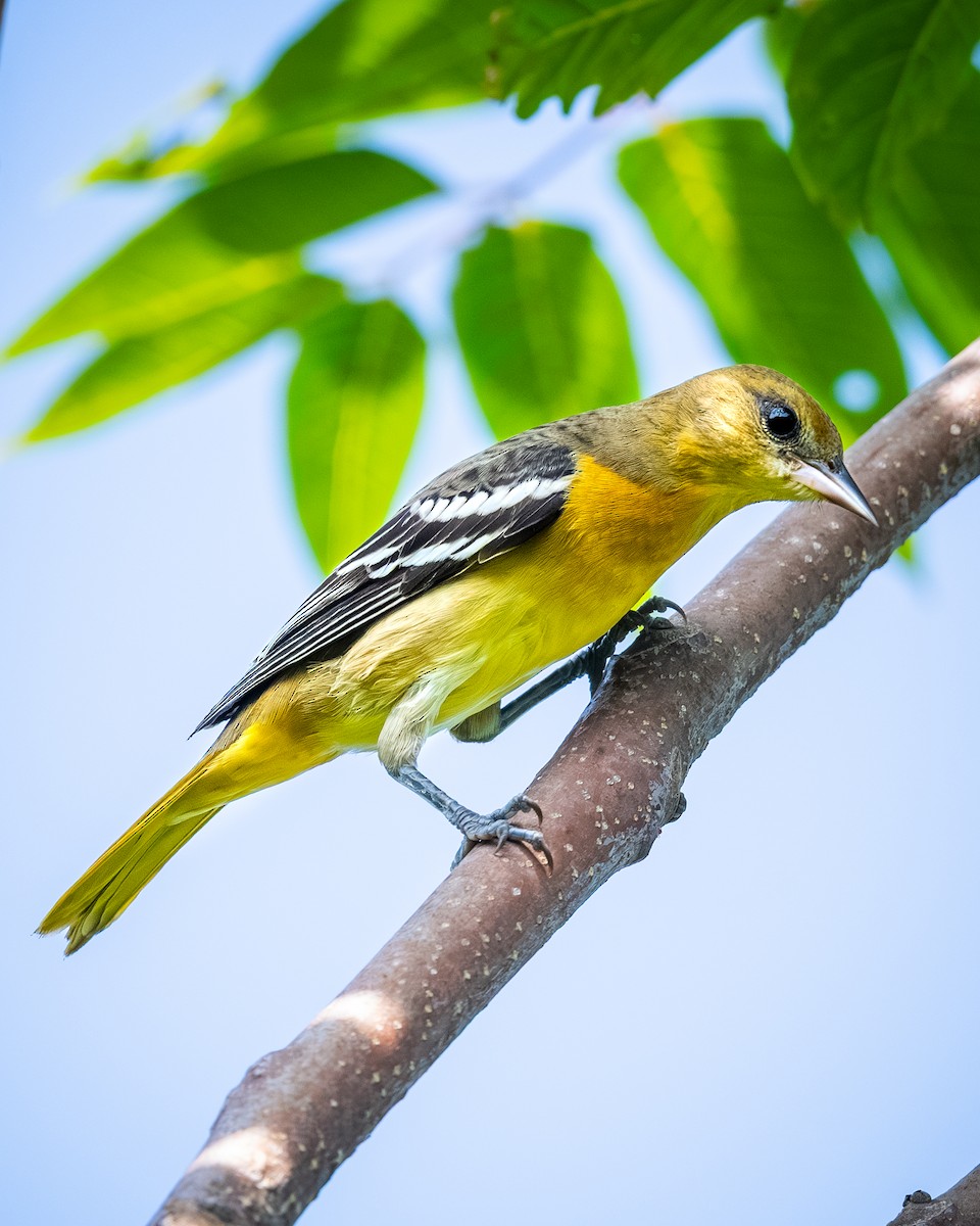 Baltimore Oriole - ML641892263