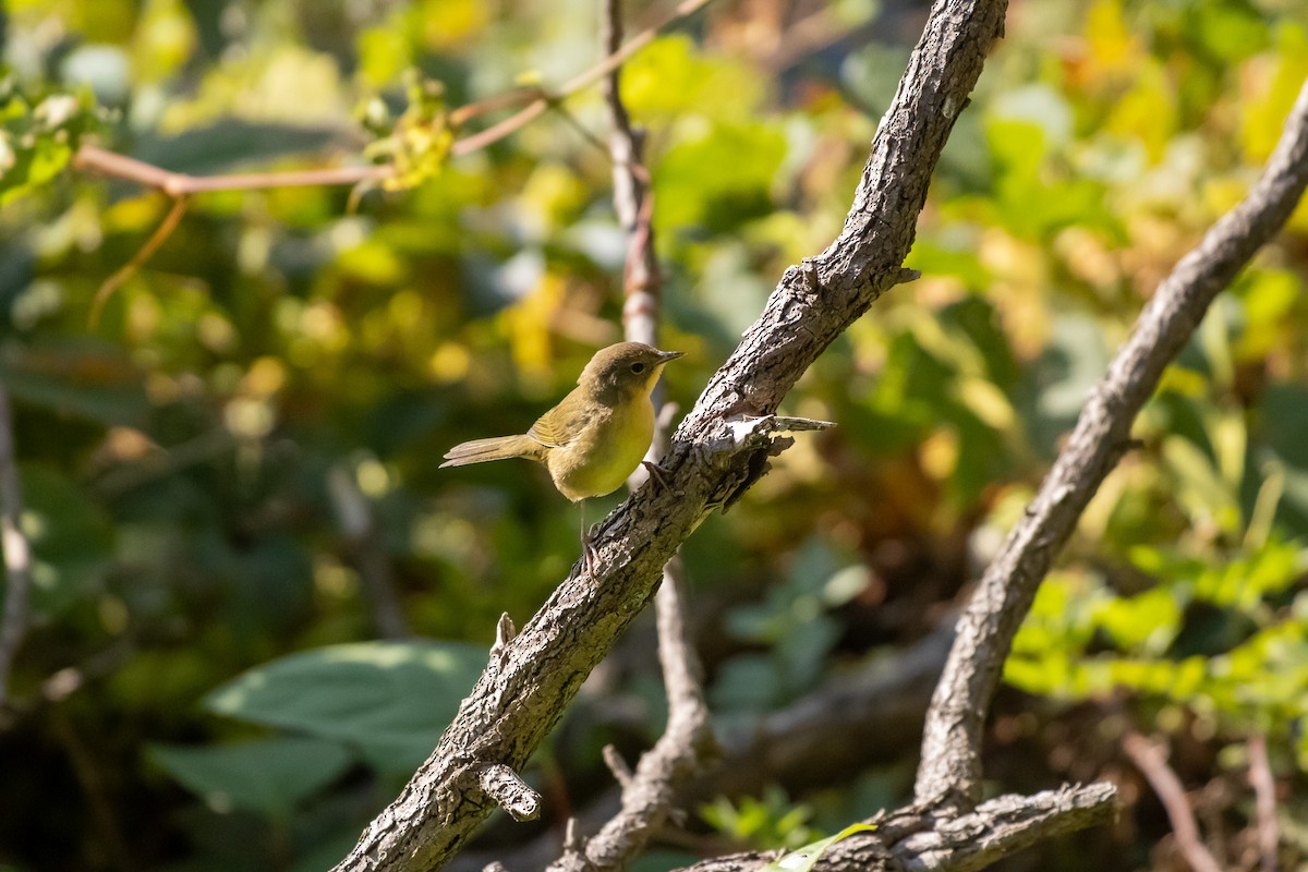 Common Yellowthroat - ML641892272