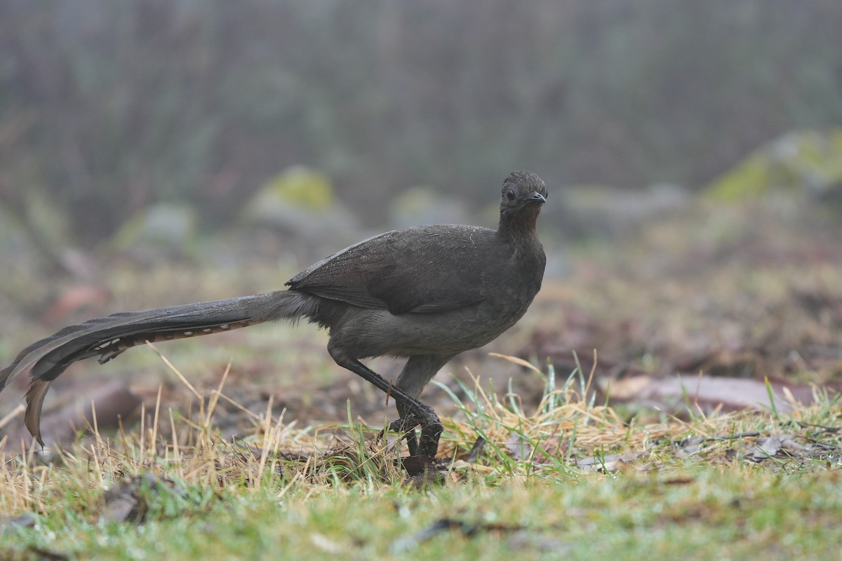 Superb Lyrebird - ML641892276