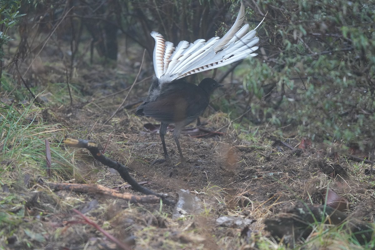 Superb Lyrebird - ML641892277