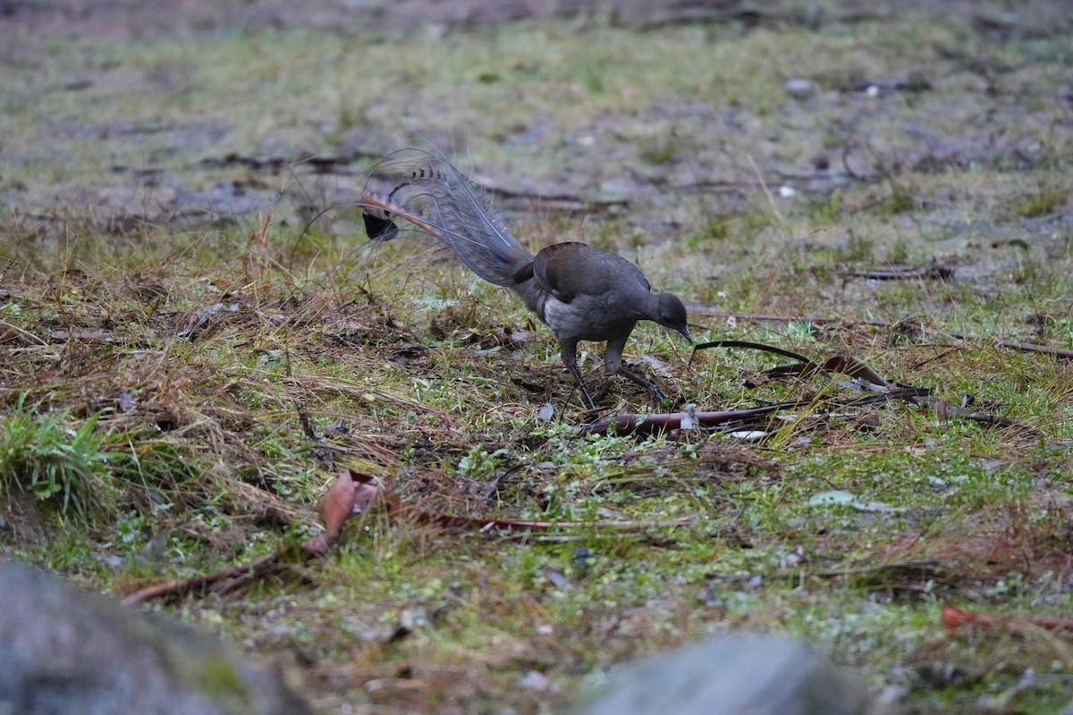 Superb Lyrebird - ML641892280