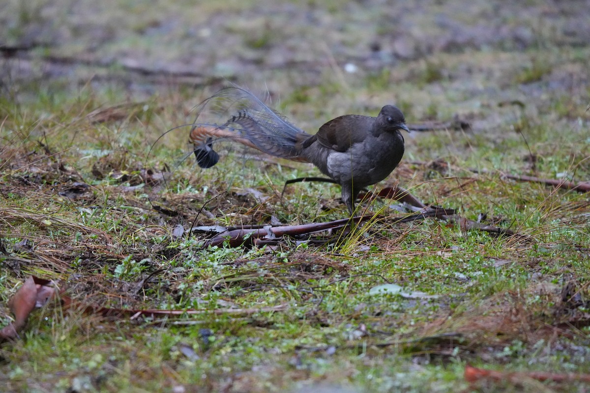Superb Lyrebird - ML641892281