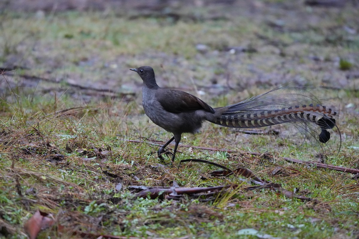 Superb Lyrebird - ML641892282