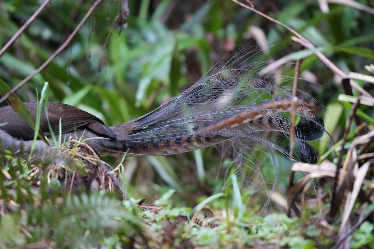 Superb Lyrebird - ML641892283