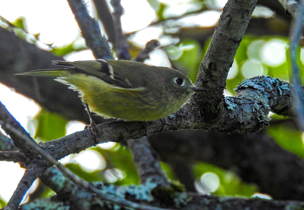 Ruby-crowned Kinglet - ML641892289