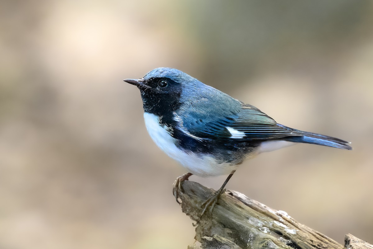 Black-throated Blue Warbler - ML641892304