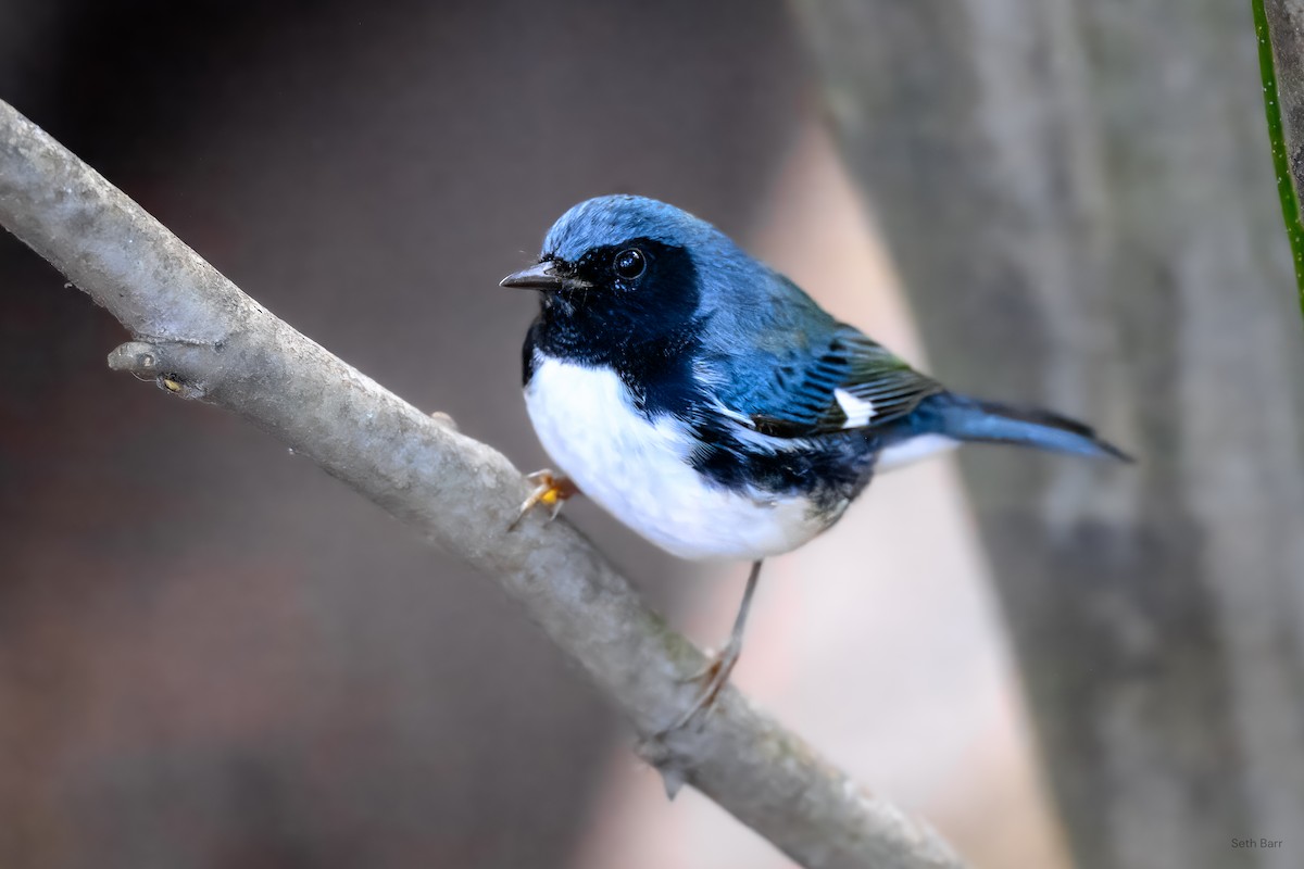 Black-throated Blue Warbler - ML641892306