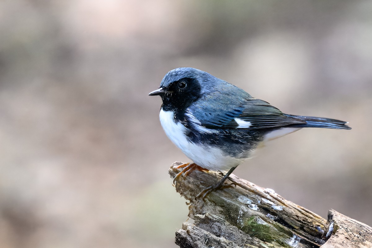 Black-throated Blue Warbler - ML641892307
