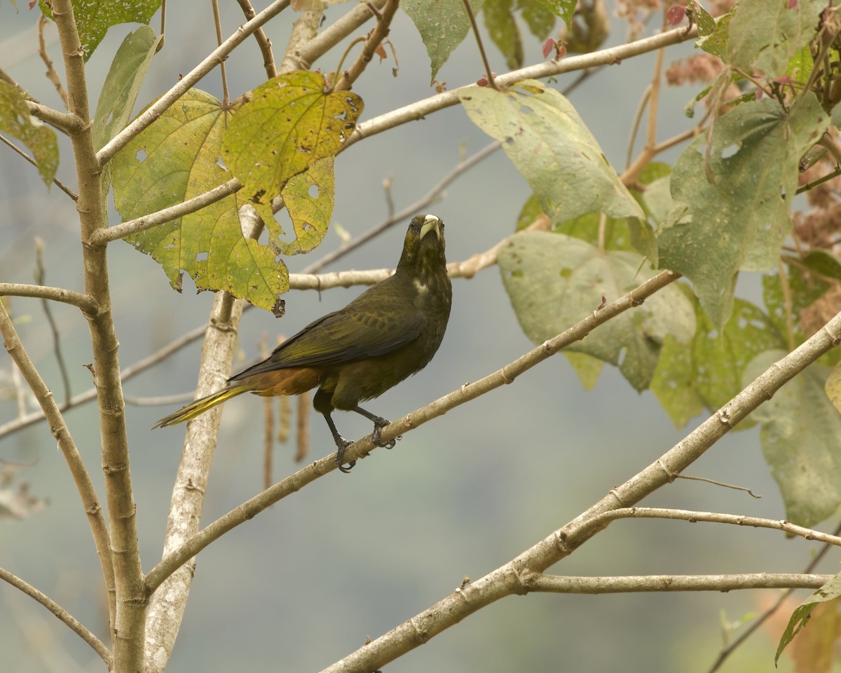 Dusky-green Oropendola - ML641892311