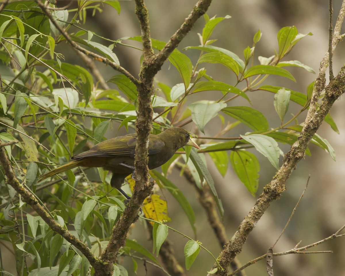 Dusky-green Oropendola - ML641892312