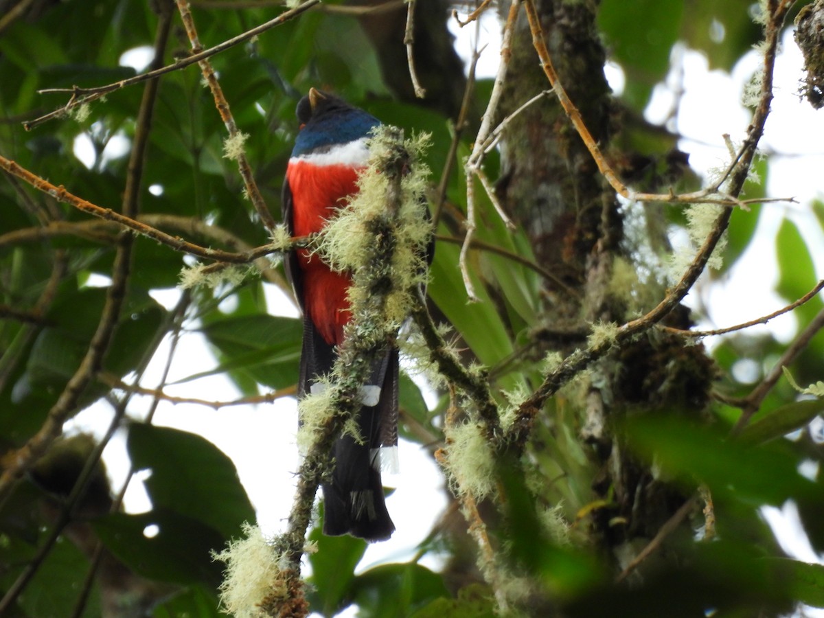 Trogon masqué - ML641892385