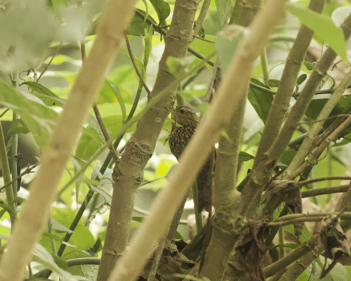 Spotted Barbtail - ML641892405