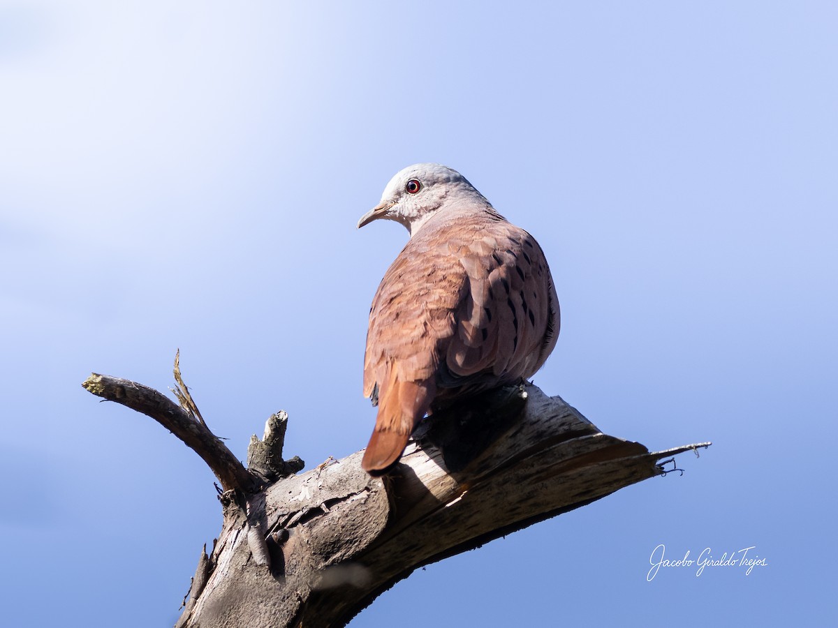 Ruddy Ground Dove - ML641892420