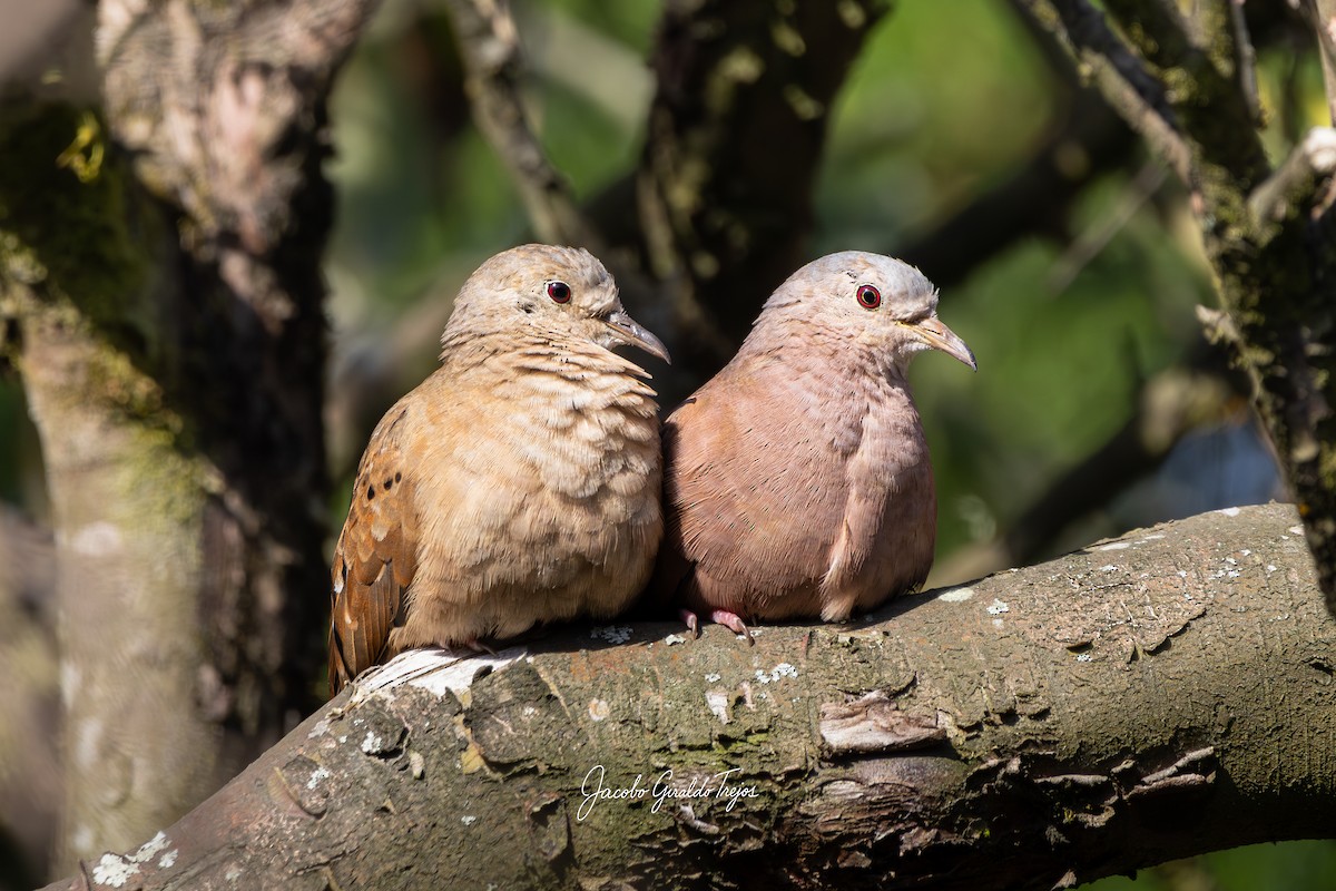 Ruddy Ground Dove - ML641892421