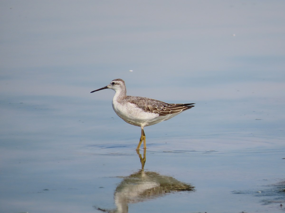 Wilson's Phalarope - ML641892422