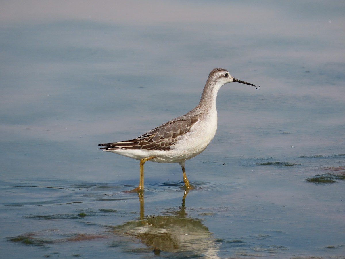 Wilson's Phalarope - ML641892434