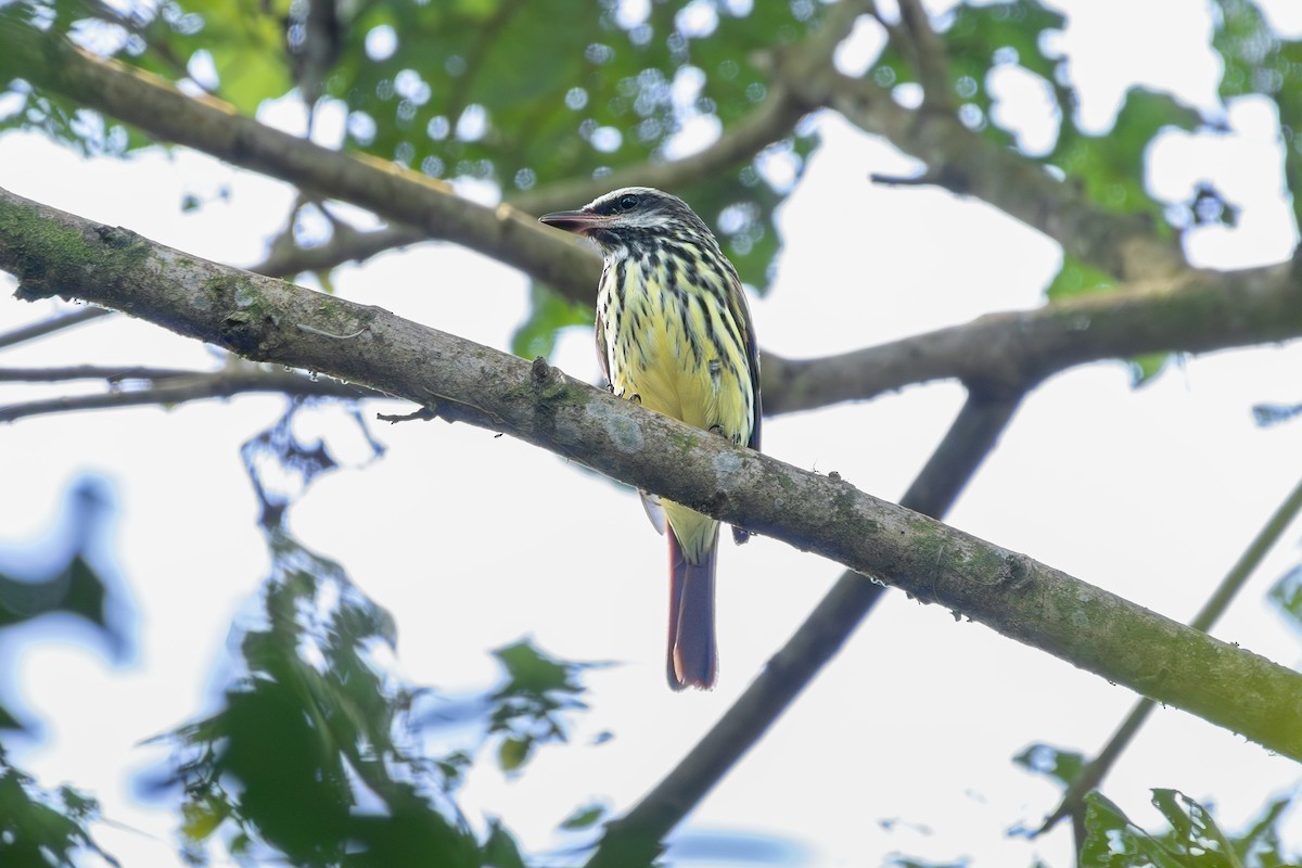 Sulphur-bellied Flycatcher - ML641892444