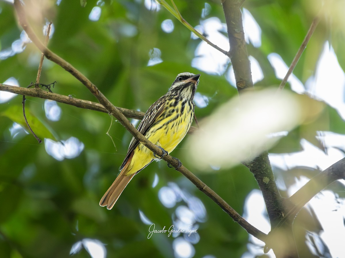 Sulphur-bellied Flycatcher - ML641892447