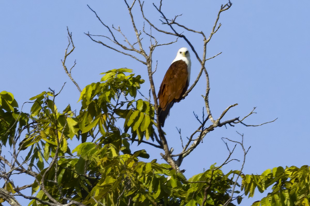 Brahminy Kite - ML641892458