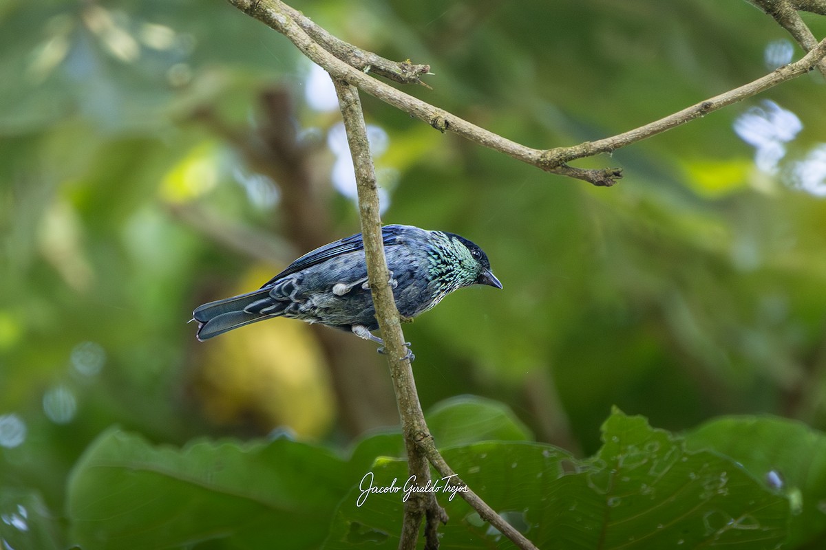 Black-capped Tanager - ML641892463