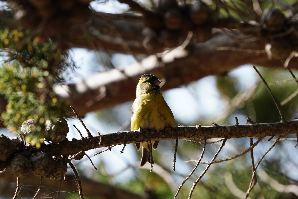 Black-chinned Siskin - ML641892567