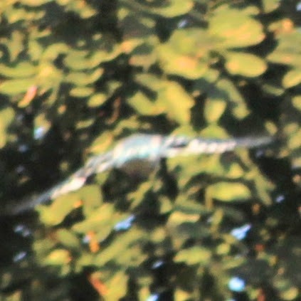 Blue Jay - ML641892573