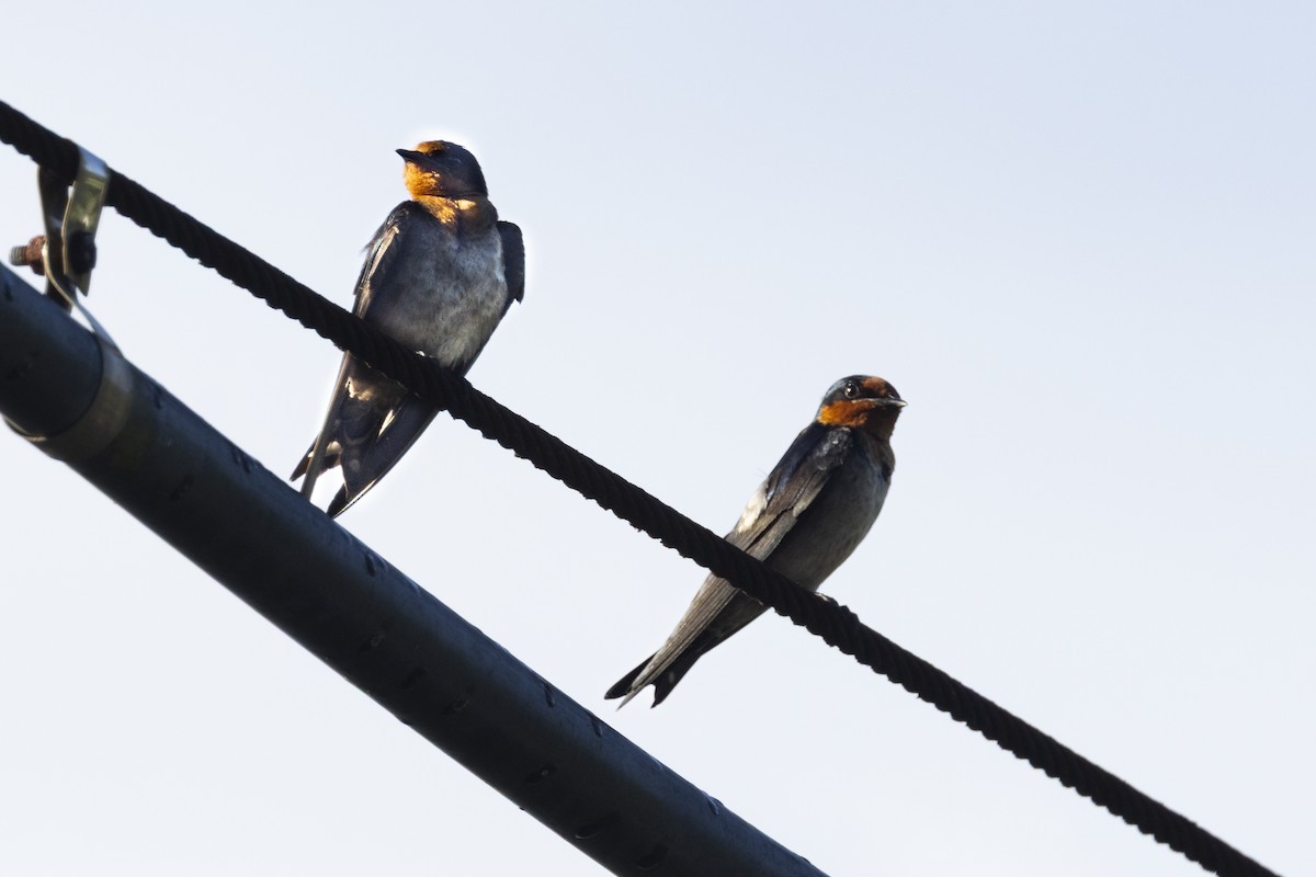 Pacific Swallow - ML641892574