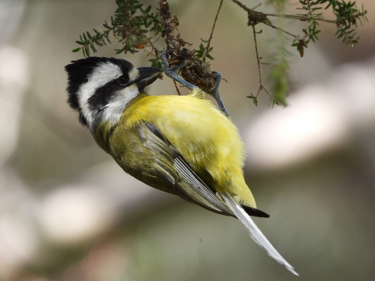 Eastern Shrike-tit - ML641892631