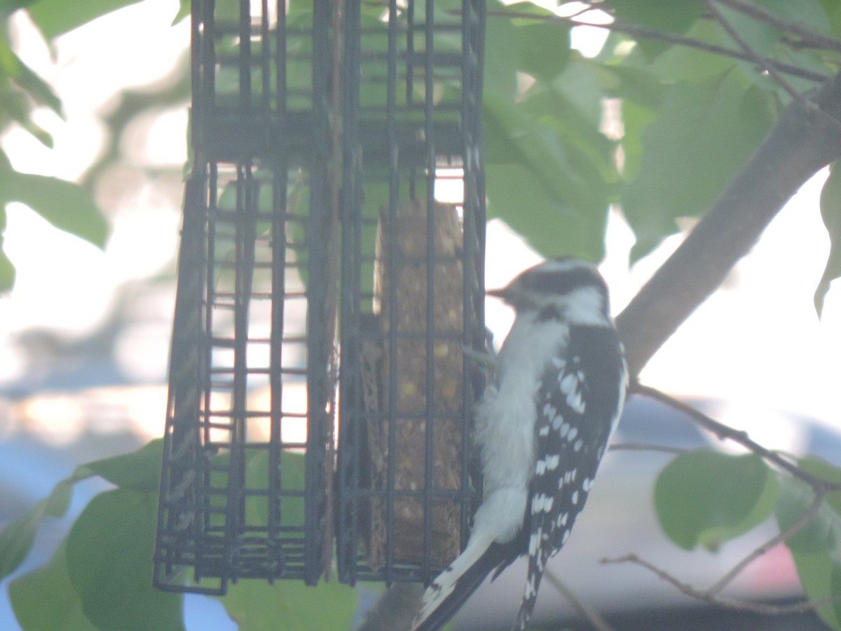 Downy Woodpecker - ML641892639