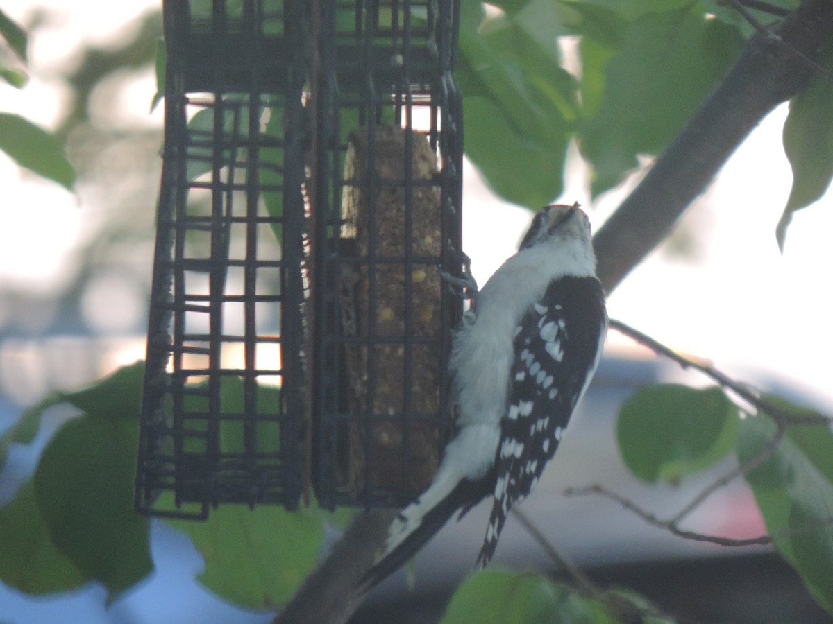Downy Woodpecker - ML641892640