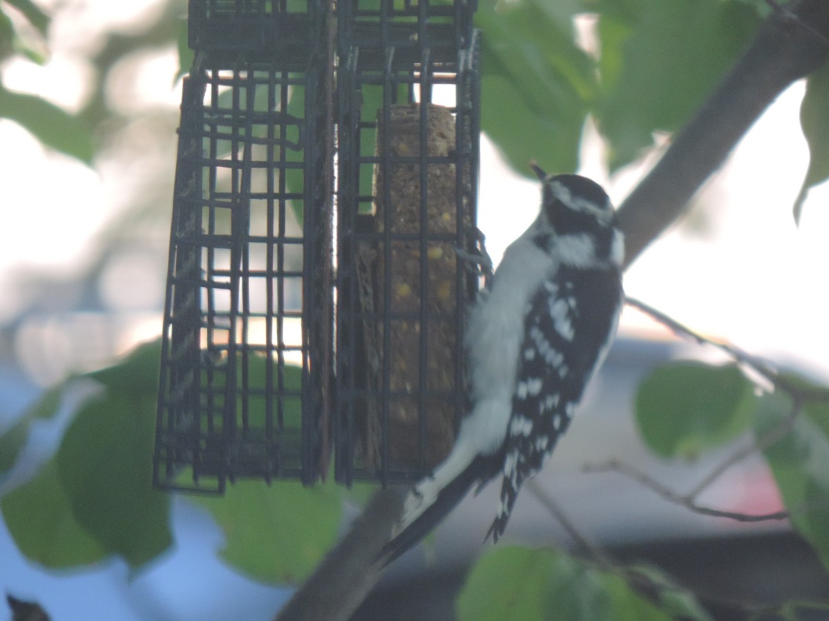 Downy Woodpecker - ML641892641