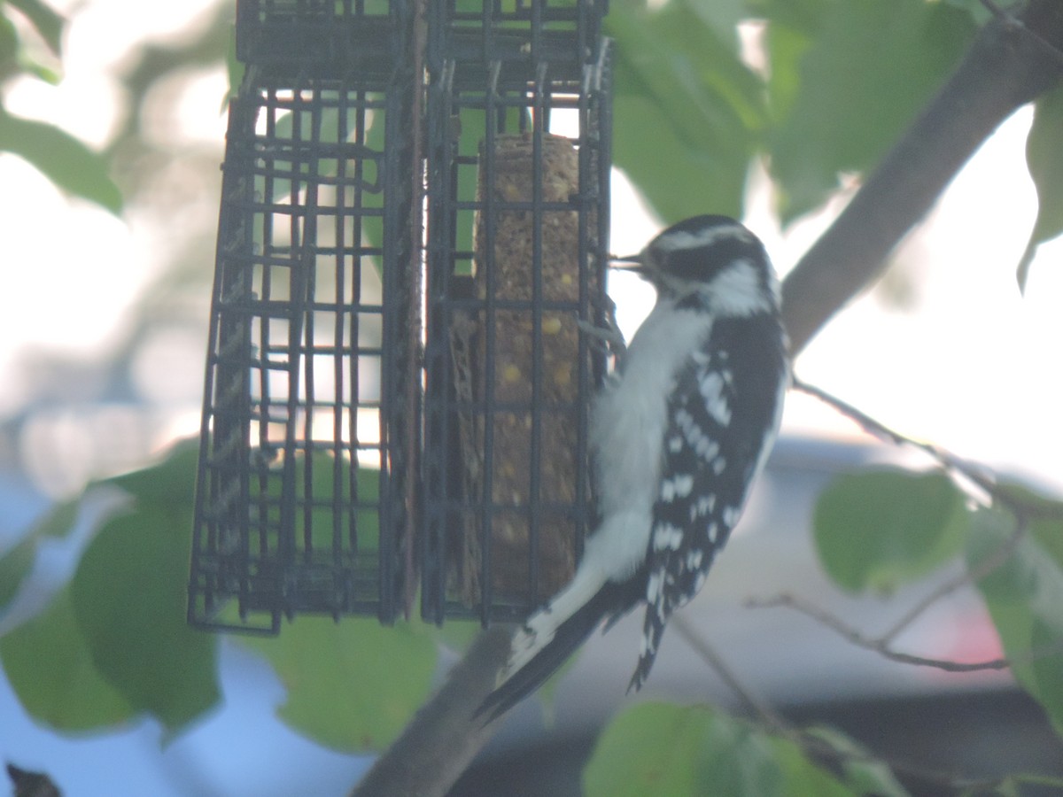 Downy Woodpecker - ML641892643