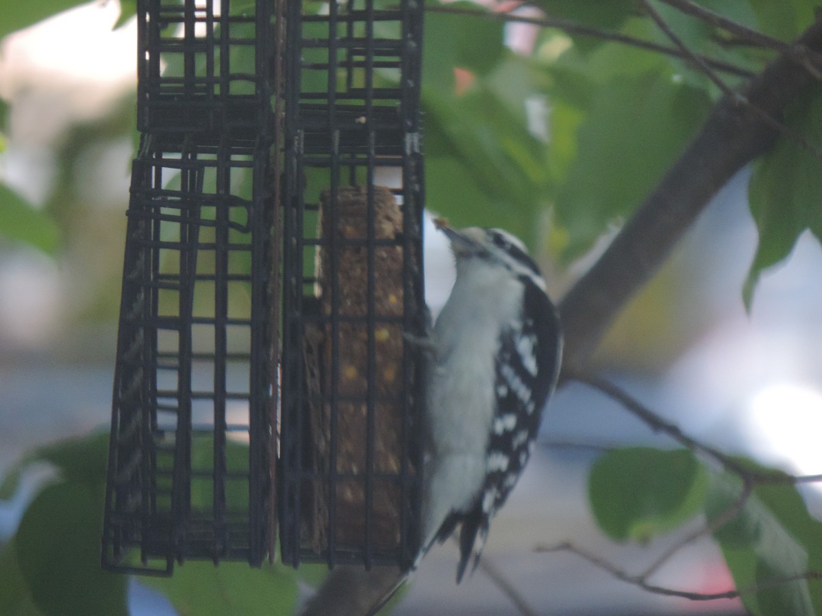 Downy Woodpecker - ML641892644