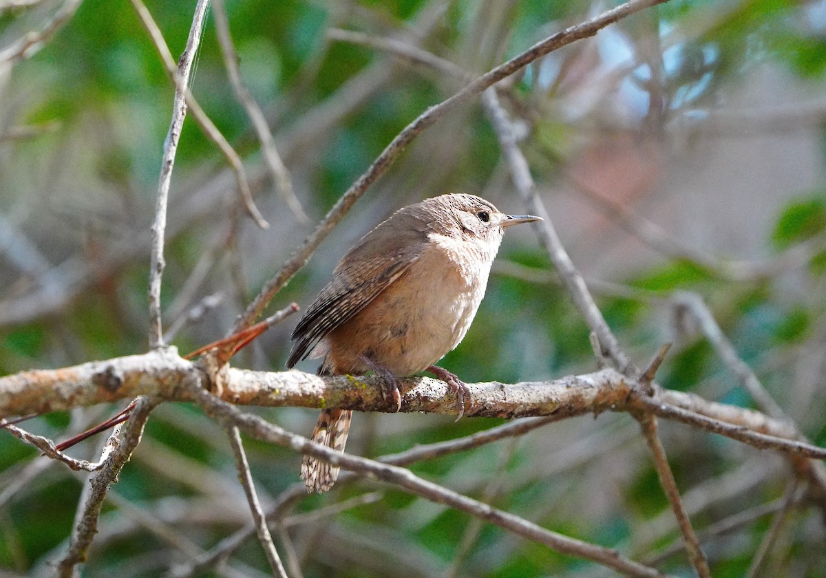Southern House Wren - ML641892664