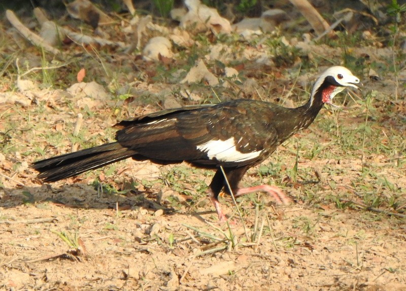 Red-throated Piping-Guan - ML641892666